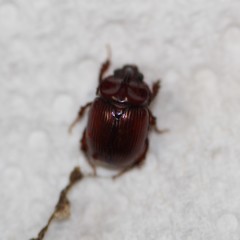 Odonteus