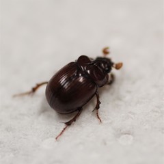 Odonteus