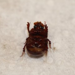 Odonteus