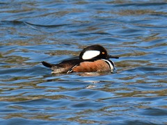 Lophodytes cucullatus