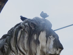 Columba livia domestica