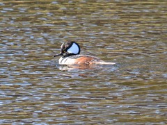 Lophodytes cucullatus