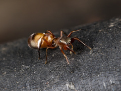 Synageles subcingulatus