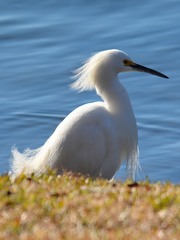 Egretta thula