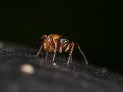 Synageles subcingulatus