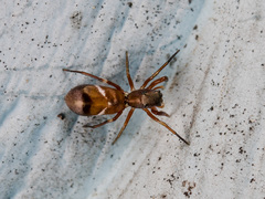 Synageles subcingulatus