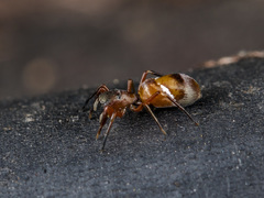 Synageles subcingulatus