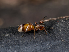 Synageles subcingulatus