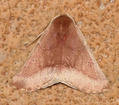 Drepanogynis cnephaeogramma