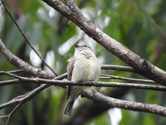 Microeca flavigaster
