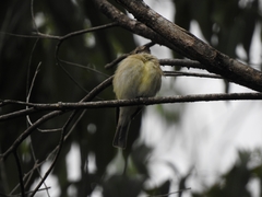Microeca flavigaster