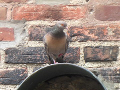 Columba livia domestica