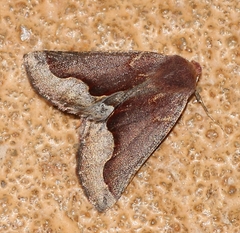 Drepanogynis ectoglauca