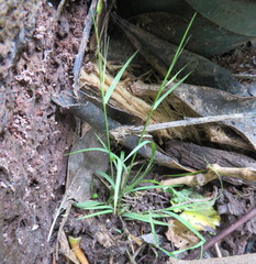 Microlaena stipoides