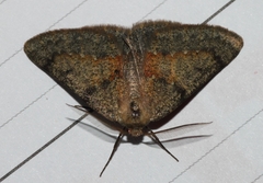Drepanogynis miltophyris