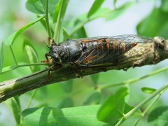 Cicadetta montana