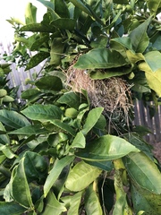 Stizoptera bichenovii