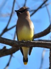 Bombycilla cedrorum