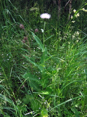 Cirsium helenioides