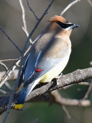 Bombycilla cedrorum