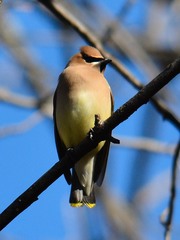 Bombycilla cedrorum