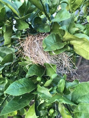 Stizoptera bichenovii