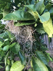 Stizoptera bichenovii