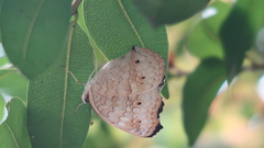 Junonia atlites atlites