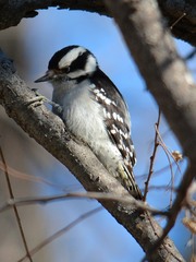 Dryobates pubescens