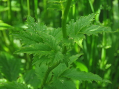 Cardamine macrophylla