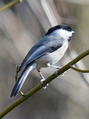 Poecile carolinensis