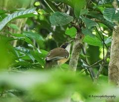 Pterorhinus pectoralis