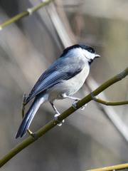Poecile carolinensis