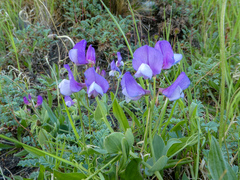 Lathyrus magellanicus