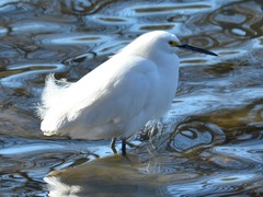 Egretta thula