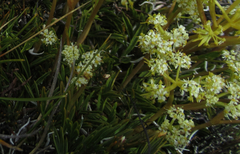 Aciphylla monroi