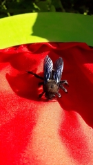 Xylocopa violacea