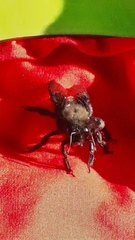 Xylocopa violacea