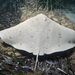 Spiny Butterfly Ray - Photo (c) Luis P. B., some rights reserved (CC BY-NC), uploaded by Luis P. B.