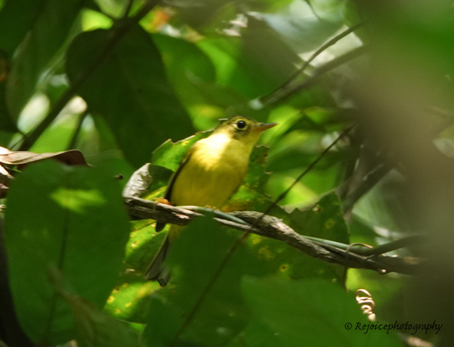 Green-crowned Warbler (Phylloscopus burkii)