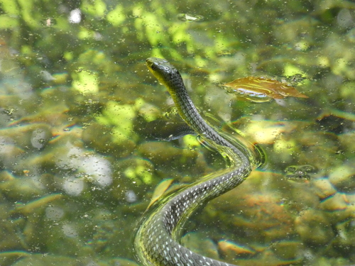 Common Tree Snake sighting