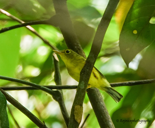 Green-crowned Warbler (Phylloscopus burkii), photo 7