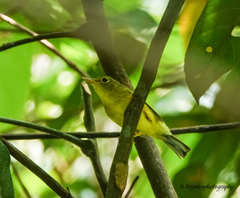Phylloscopus burkii