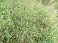 Melaleuca decussata