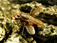 Dichetophora