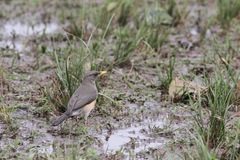 Turdus pelios