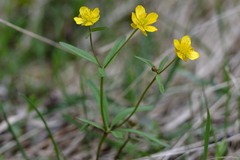 Ranunculus monophyllus