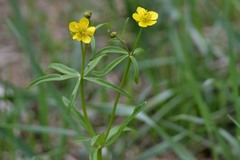 Ranunculus monophyllus