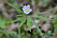 Anemonoides caerulea