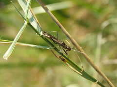 Micrelytra fossularum